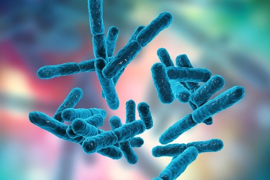 Gerosios bakterijos (nuotr. Shutterstock.com)