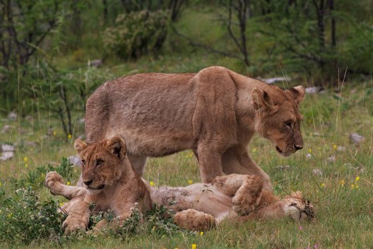 Liūtų šeima (nuotr. Fotolia.com)