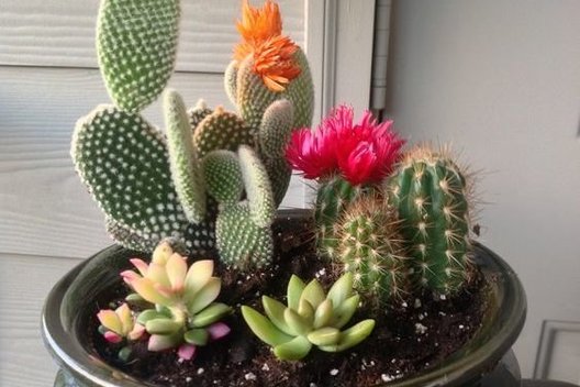 Kaktusas (nuotr. pinterest.com)