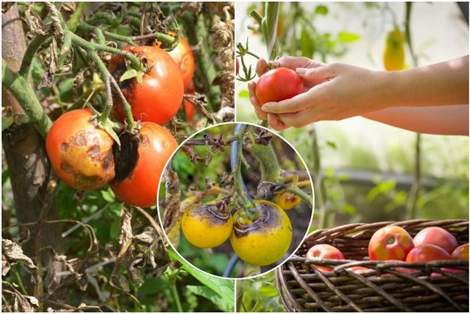 Atpažinkite pomidorų ligas laiku: specialistės atskleidė, kaip jų išvengti (tv3.lt fotomontažas)