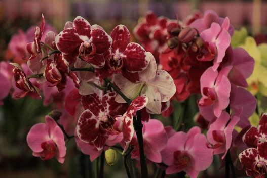 Orchidėjos (nuotr. 123rf.com)
