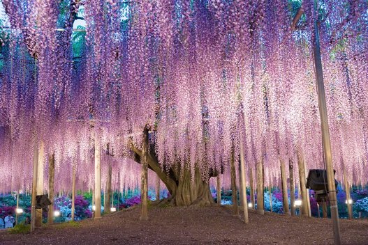 Įžengę į Ašikagos gėlių parką Točigos mieste, Japonijoje, galėsite pamatyti kininės visterijos medį, kuris dažnai vadinamas gražiausiu medžiu pasaulyje (nuotr. Shutterstock.com)
