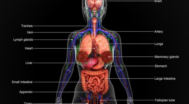 Žmogaus kūnas (nuotr. Fotolia.com)