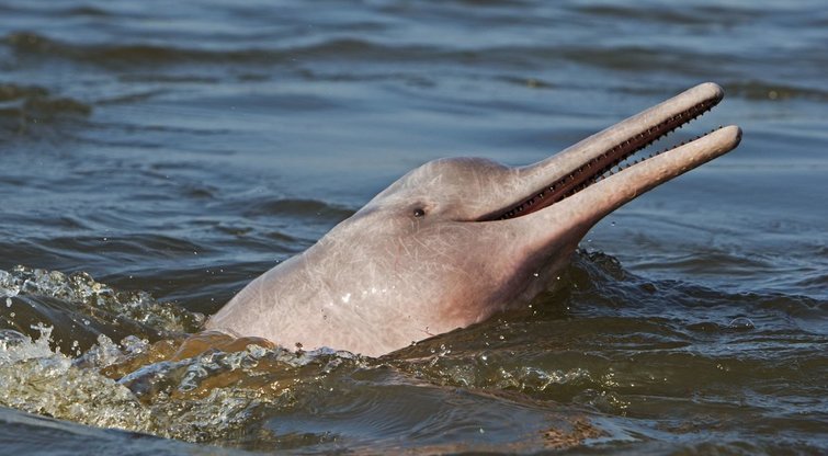 Nauja Amzonės rūšis, rausvieji upiniai delfinai (nuotr. Vida Press)