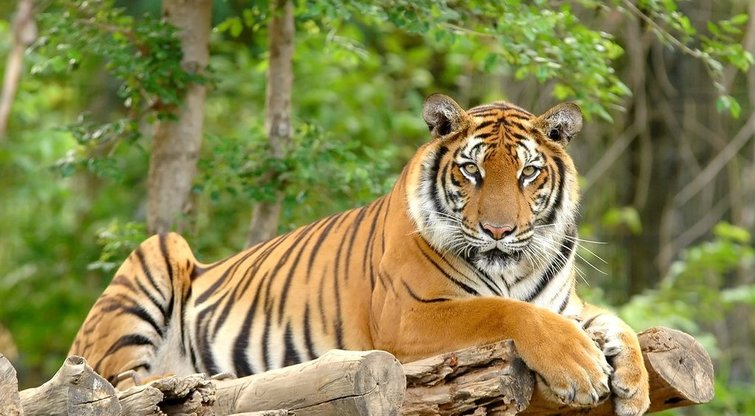 Tigras (nuotr. 123rf.com)