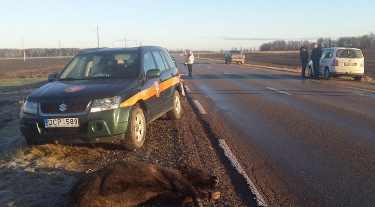 Siaubinga avarija: automobilis rėžėsi į stumbrų bandą (nuotr. TV3)