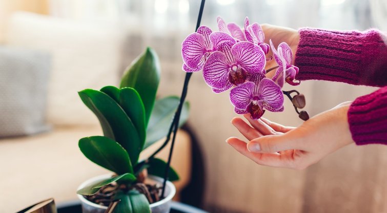 Orchidėja  (nuotr. 123rf.com)