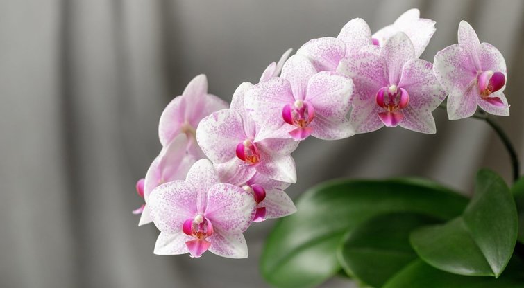 Padarykite tai savo orchidėjoms: sukraus daugybę žiedų (nuotr. Shutterstock.com)