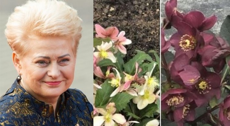 Dalios Grybauskaitės gėlės (nuotr. stop kadras)