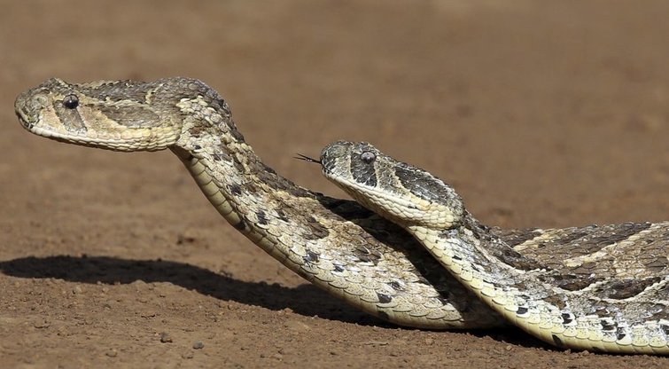 Gyvatės (nuotr. SCANPIX)