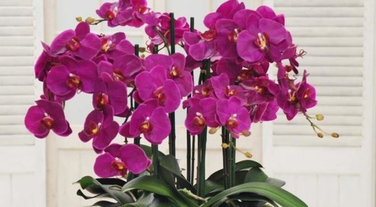 Orchidėja namuose  (nuotr. YouTube)