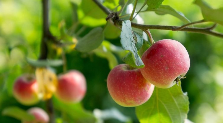 Augantys obuoliai  (nuotr. Shutterstock.com)
