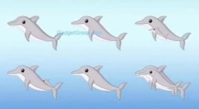 Kiek delfinų matote paveikslėlyje? Teisingai suskaičiuoti pavyksta tik akyliausiems (nuotr. stop kadras)