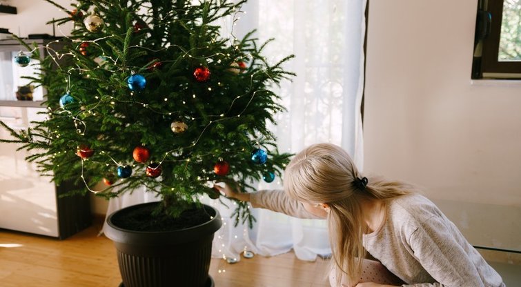 Kalėdų eglė  (nuotr. Shutterstock.com)