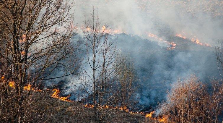 Lietuvoje šiemet jau kilo 700 žolės gaisrų – girininkai įspėja būti atsakingiems: „Jie galvoja: padegė laužą, degs ir sugebės suvaldyti“ BNS Foto
