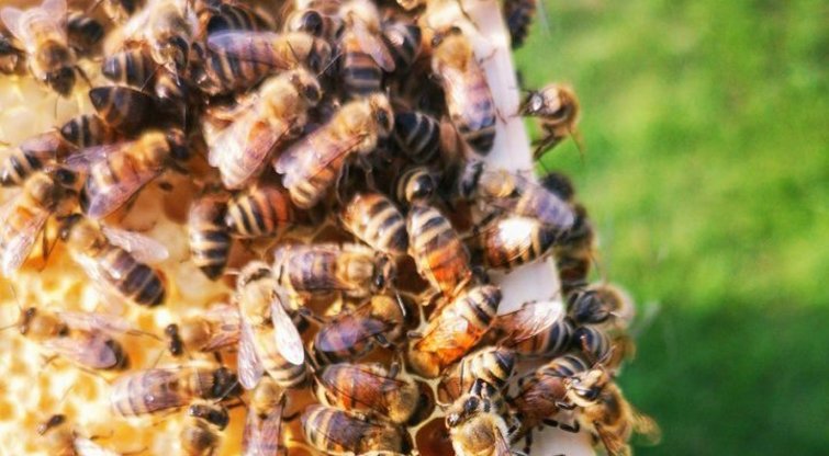 bitės (nuotr. asm. archyvo)