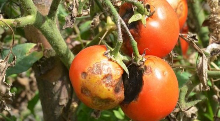 Pomidorų maras  (nuotr. 123rf.com)