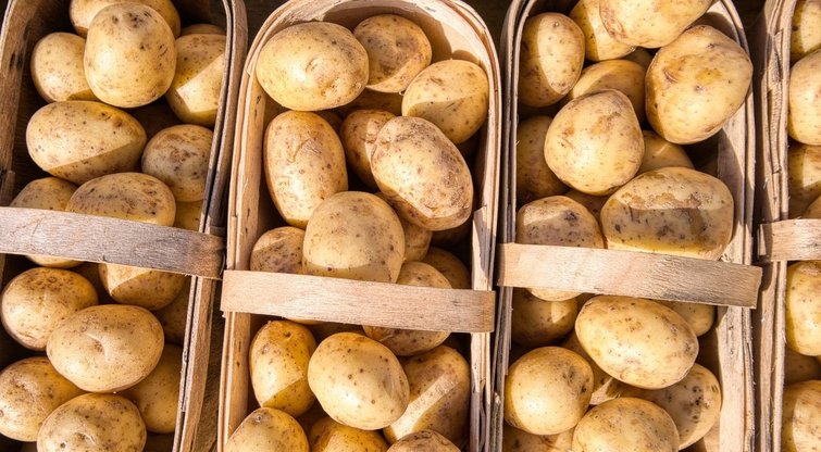 Pasidalijo geriausiais bulvių auginimo patarimais: pravers šiemet (Nuotr. spaudos pranešimas)  