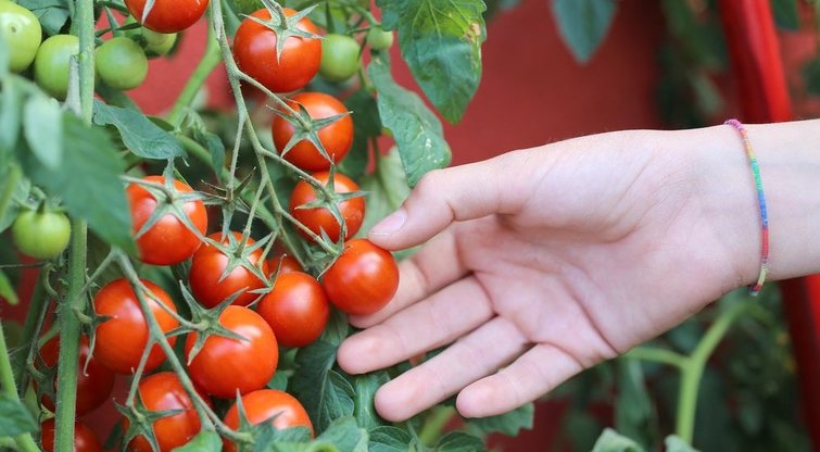 Atskleidė auksinius pomidorų auginimo patarimus: išbandykite (nuotr. Shutterstock.com)