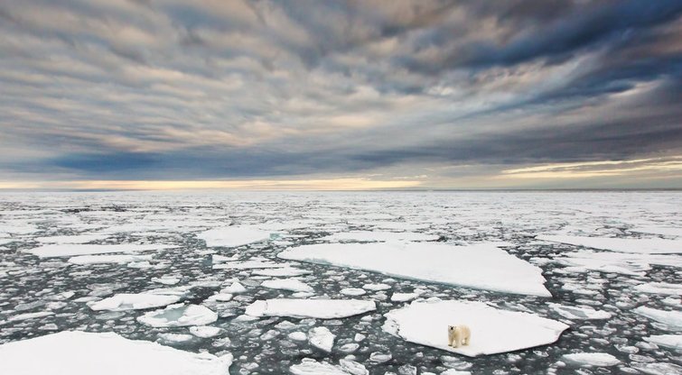 Arkties ledynai (nuotr. Vida Press)
