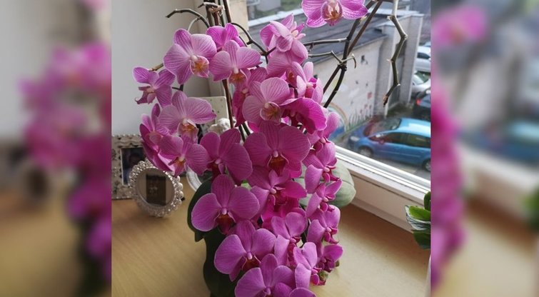 Onutės auginamos orchidėjos  (nuotr. asm. archyvo)
