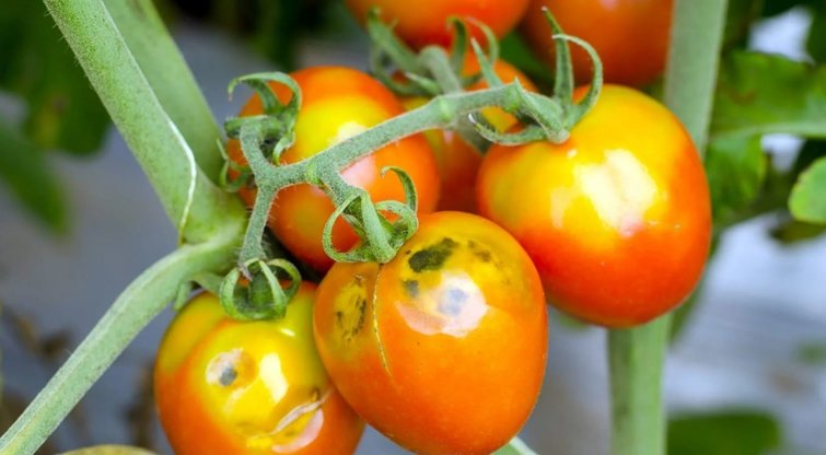 Pageltonavę pomidorai (nuotr. pinterest.com)