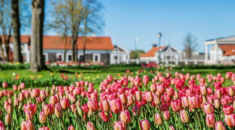 Mažoji Olandija Lietuvoje – Pakruojo dvaras skendi pavasario gėlėse  