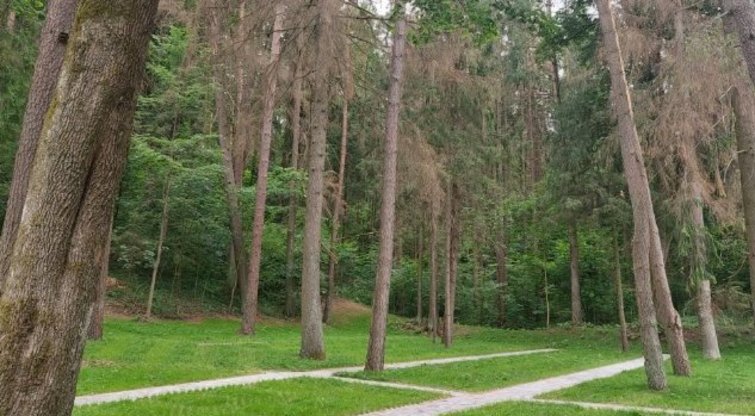Augant eglynų kenkėjų populiacijai Vilniuje bus kertami medžiai  