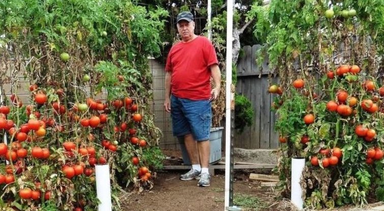 Vyras atskleidė, kaip prižiūri savo pomidorus (Nuotr. worldrecipes.eu)  