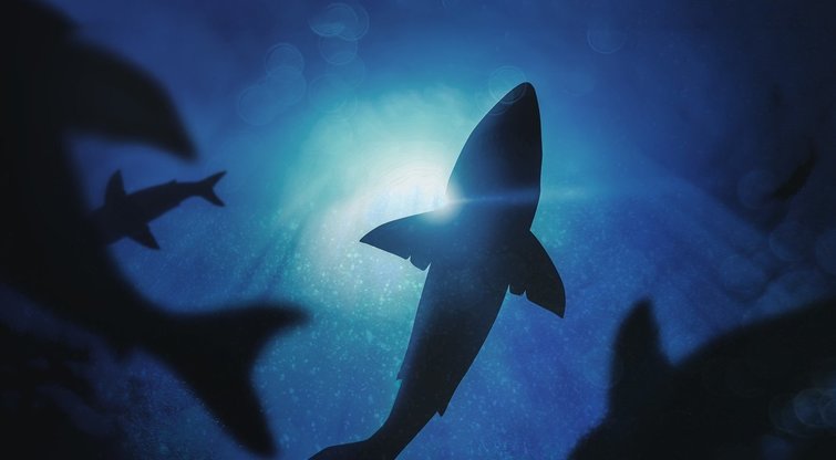 Įspūdingas povandeninis pasaulis: vyksta 35-oji „Ryklių savaitė“ (nuotr. TV3)