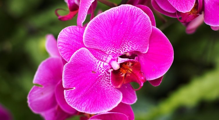 Orchidėja (nuotr. 123rf.com)
