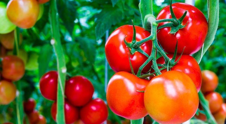 Patręškite pomidorus šiuo mišiniu: sako, kad veikia 100 proc. (nuotr. 123rf.com)