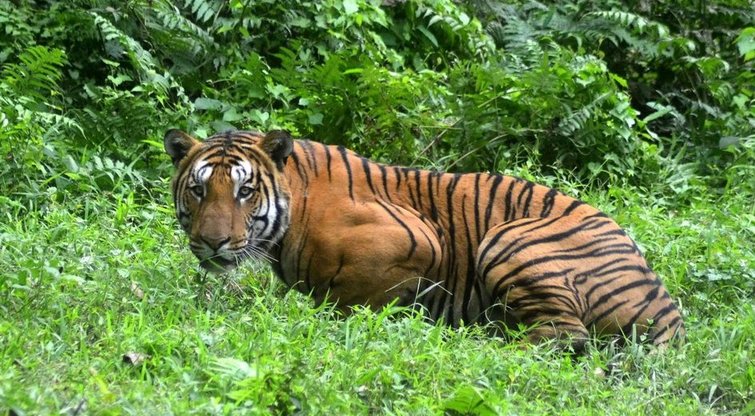 Indijoje nušautas tigras žmogėdra (nuotr. Fotolia.com)