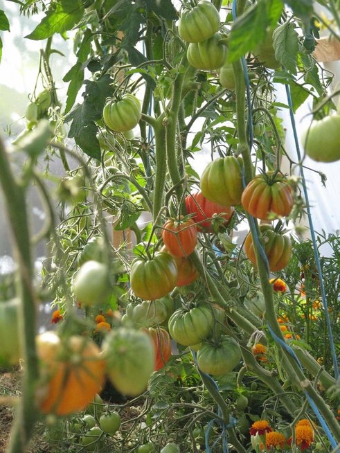 Pomidorai (nuotr. Donatos Jankauskienės)