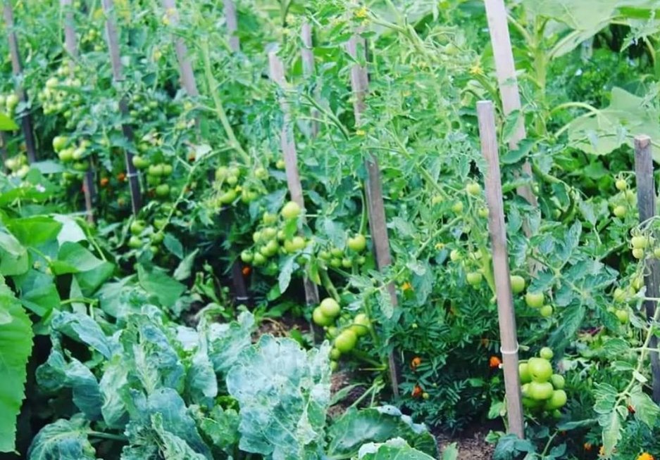 Pomidorų augintoja Donata (nuotr. asm. archyvo)