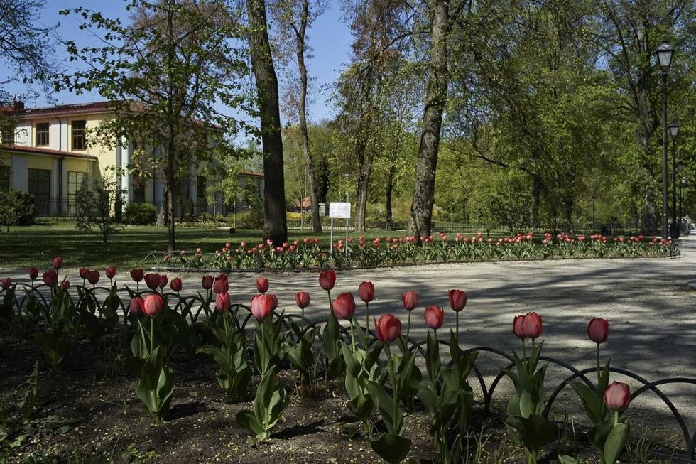 Šimtai tulpių Bernardinų sode  