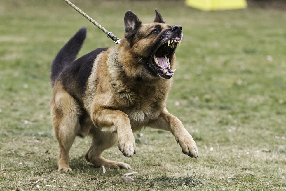 Agresyvus šuo (nuotr. Shutterstock.com)