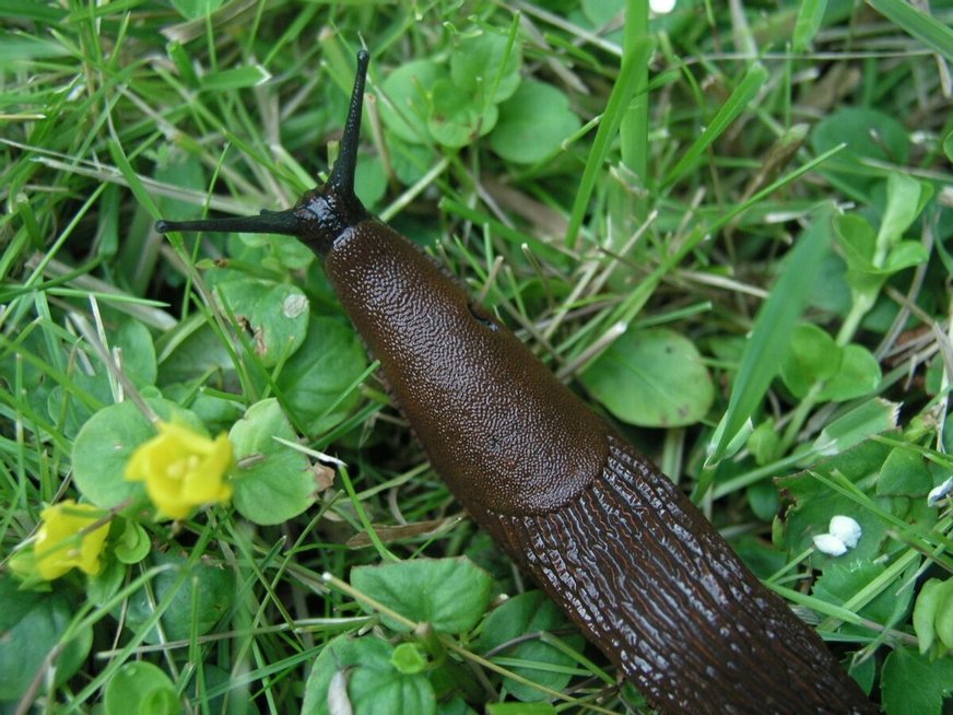 Plokščiuose gali būti išplitę invaziniai luzitaniniai arionai – šliužai, užaugantys iki 15 cm. Vienas toks šliužas sugeba padėti iki 400 kiaušinėlių.