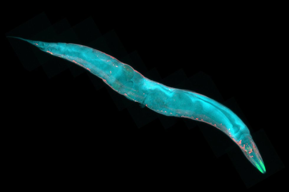 Caenorhabditis elegans (nuotr. Fotolia.com)