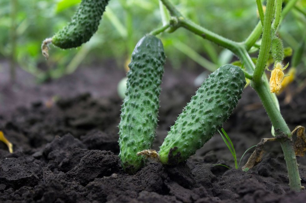 Agurkų auginimas (nuotr. Shutterstock.com)