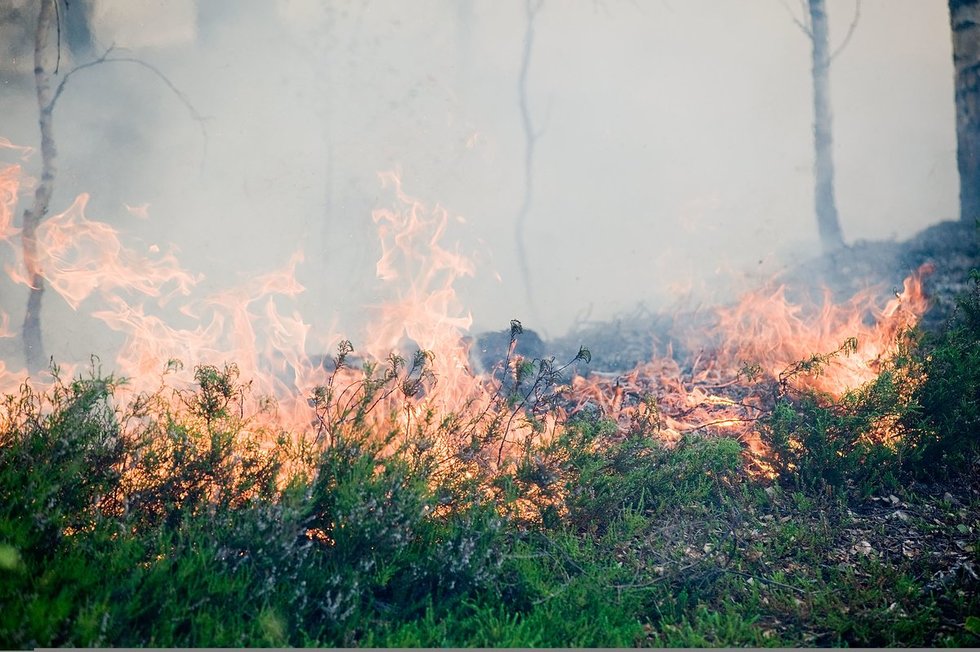 Miško gaisras  (nuotr. Fotodiena.lt)