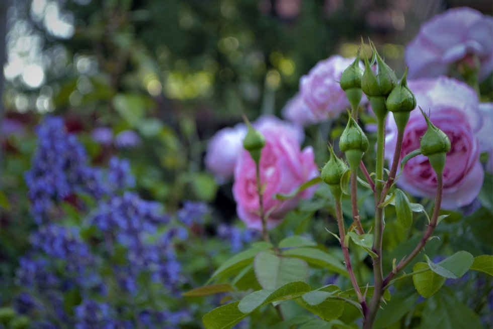Ugnė savo sode augina daugiau nei 40 rožių rūšių