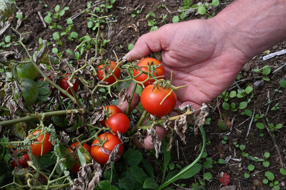Pomidorų derlius (nuotr. SCANPIX)