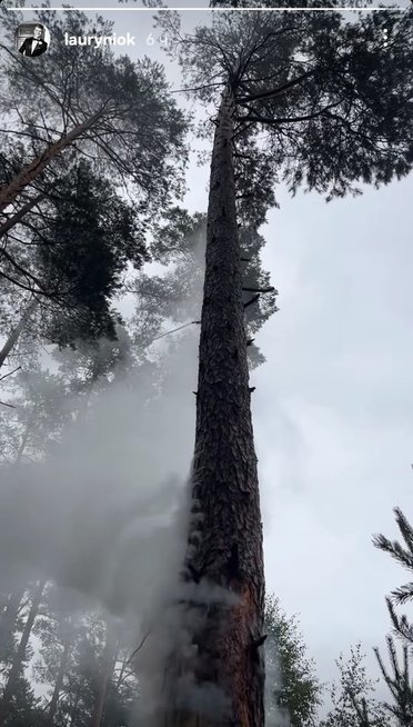 Visagine į medį trenkė žaibas