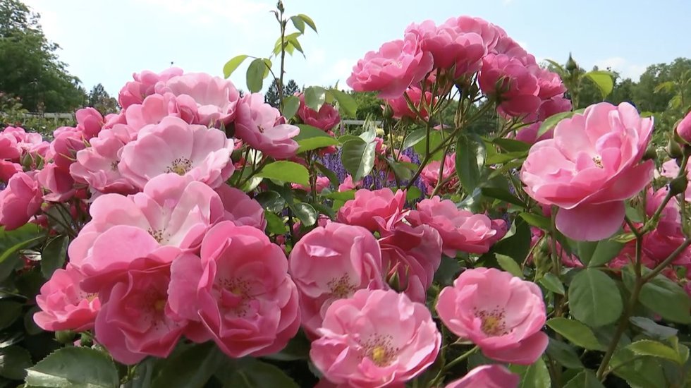 Didžiausiame Lietuvos rožyne – žydėjimo pikas: žydi apie 4000 rožių (nuotr. stop kadras)
