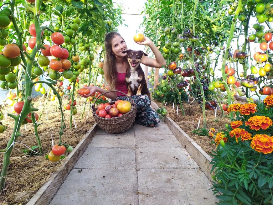 Ingrida savo namuose užsiaugino tikrą pomidorų rojų (nuotr. asm. archyvo)