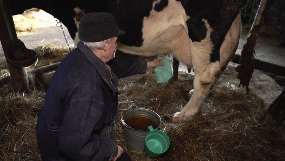 Dėl 15 centų už pieno litrą plušančiam ūkininkui Juozui trūko kantrybė: „Uždarysiu tvartą, o karvėms padarysiu kryžių“ (nuotr. stop kadras)