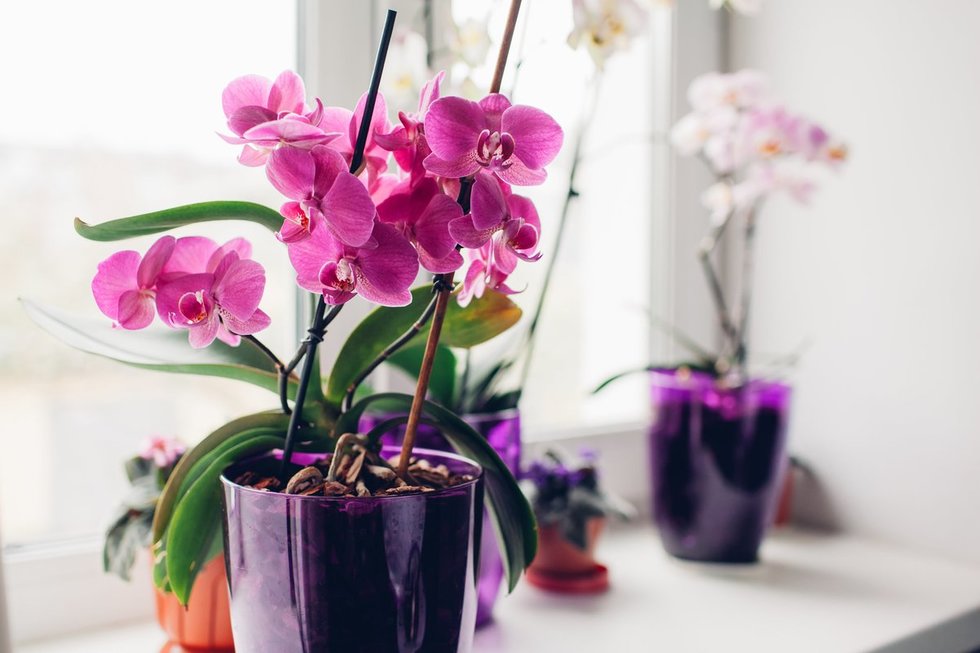 Orchidėja namuose (nuotr. Shutterstock.com)
