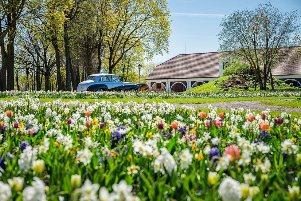 Mažoji Olandija Lietuvoje – Pakruojo dvaras skendi pavasario gėlėse
