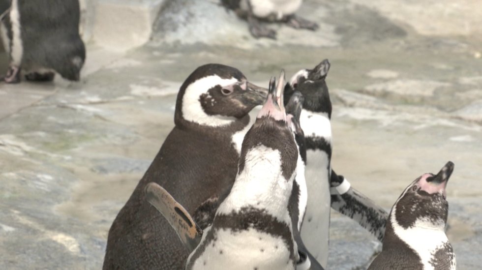 Pingvinai (nuotr. stop kadras)